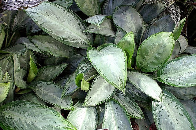 Aglaonema