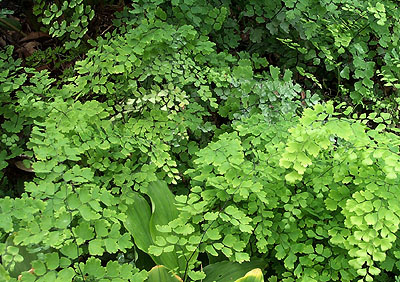 Adiantum capillus