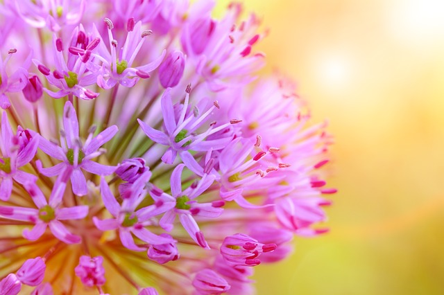 Alliums: conseils et guide pour cultiver facilement