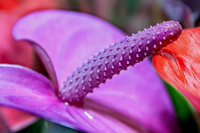 L'anthurium