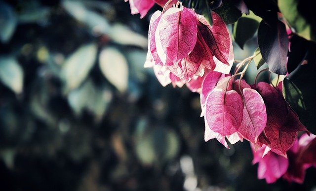 bougainvilliers