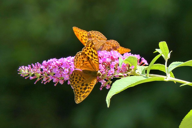 Buddleja