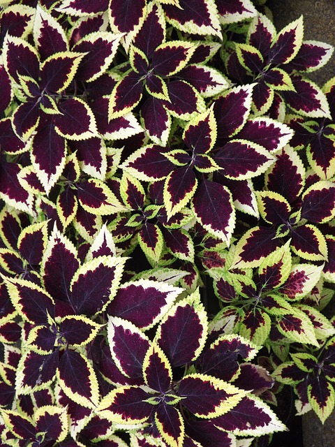 Coleus