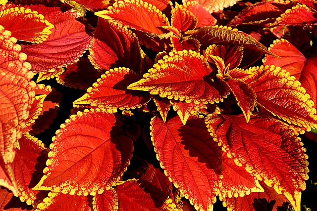 Coleus