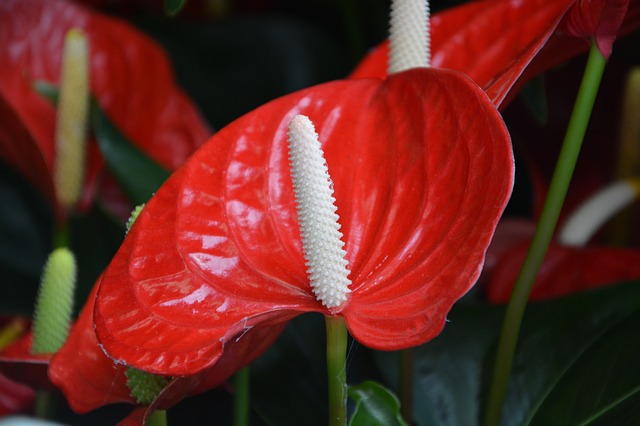 L'anthurium