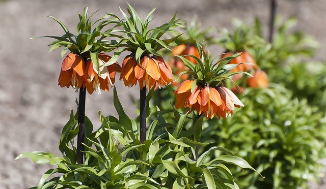 fritillaria