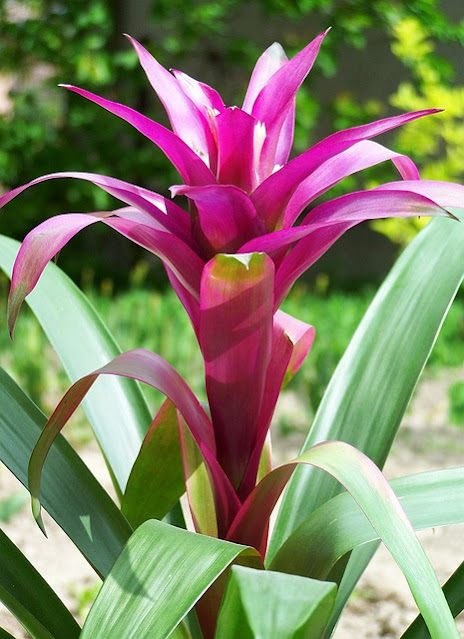 Guzmania