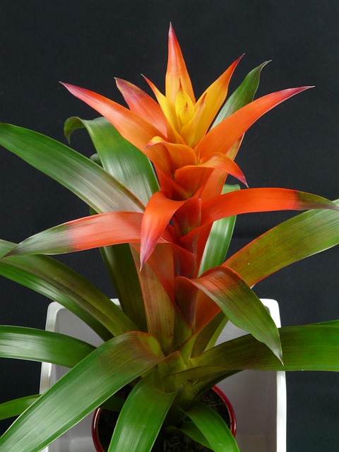 Guzmania