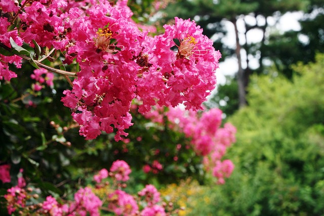 Lilas d'été