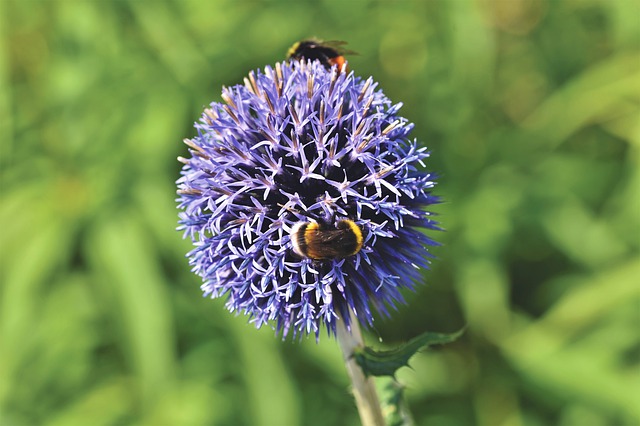 Alliums