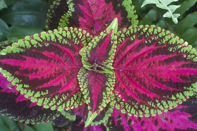 Coleus