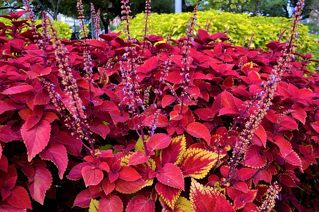 Coleus