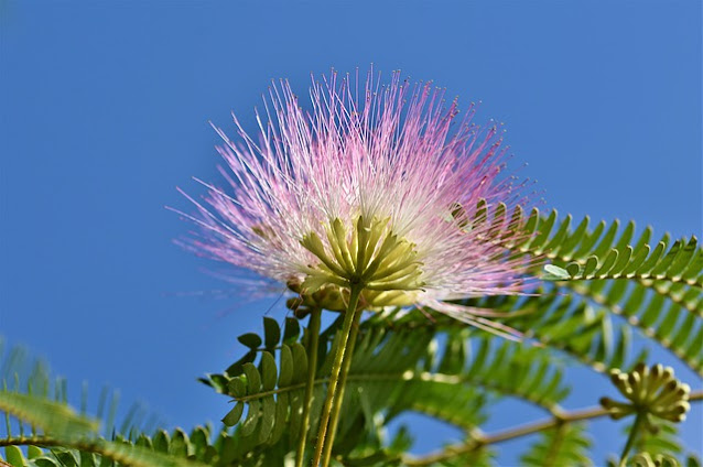 Arbre à soie