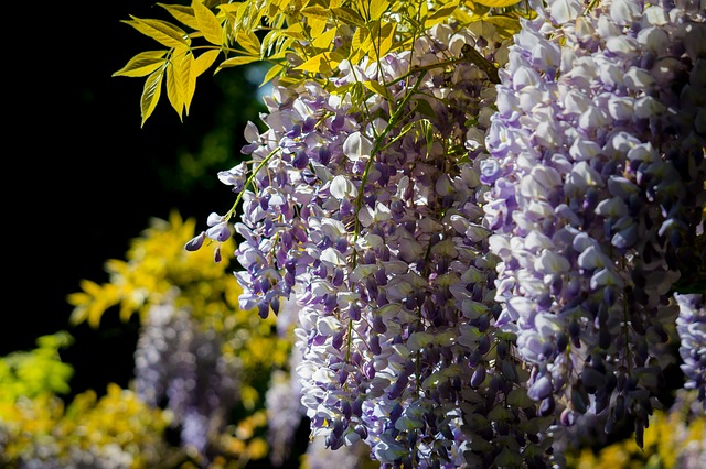 La glycine