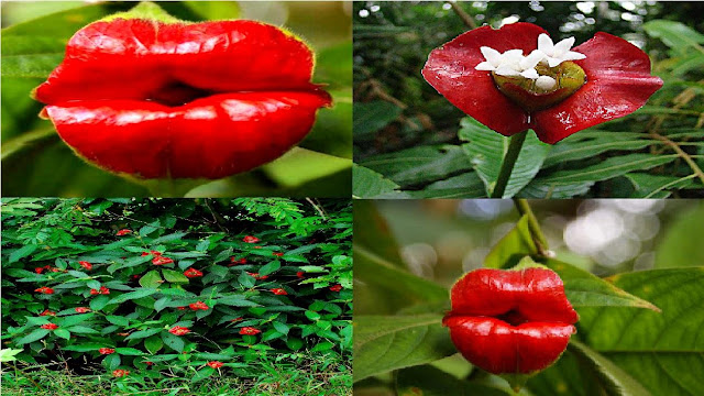 Psychotria Elata : la plante aux lèvres à embrasser