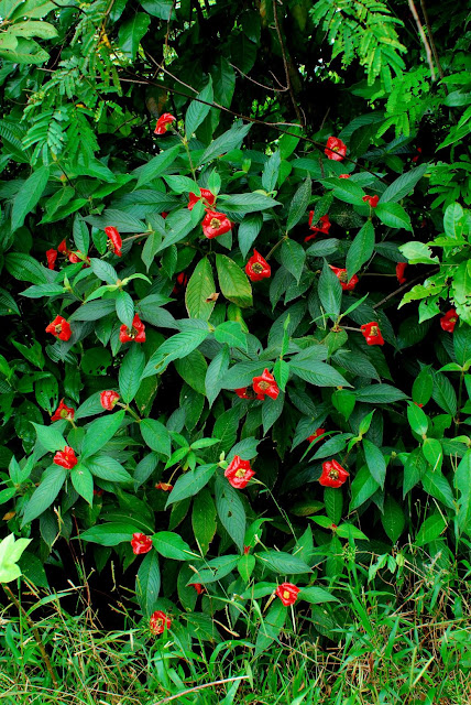 Psychotria Elata