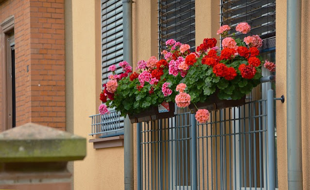 Des géraniums super luxuriants? Quelques conseils utiles pour faire pousser de belles fleurs