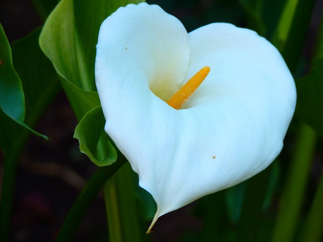 Calla