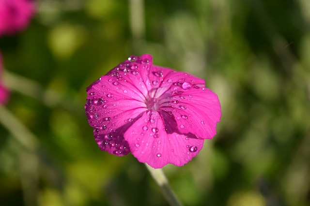 Vous n'avez pas le temps d'arroser? Découvrez 10 plantes fantastiques qui nécessitent très peu d'eau