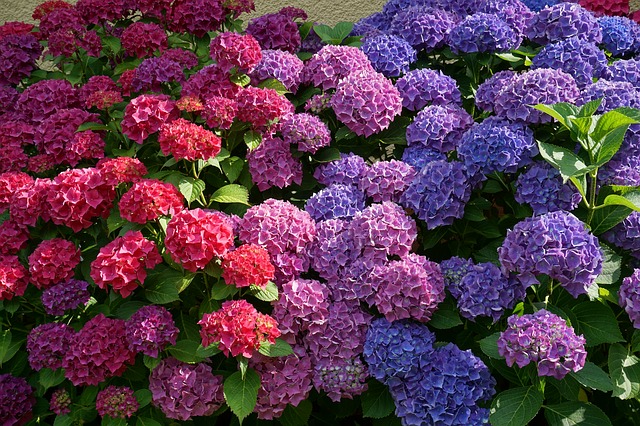 Du sol à la taille, les astuces pour cultiver des hortensias en pleine terre