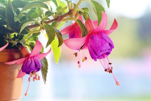 Fuchsias