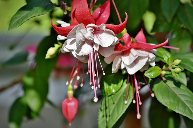 fuchsia