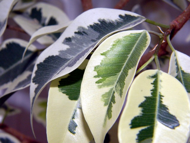 ficus benjamina