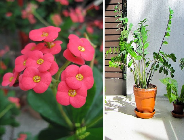 5 magnifiques plantes d'intérieur qui nécessitent très peu d'arrosage