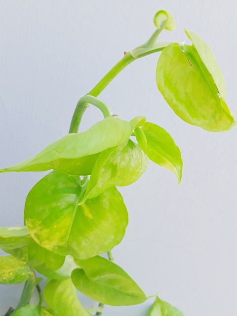 pothos