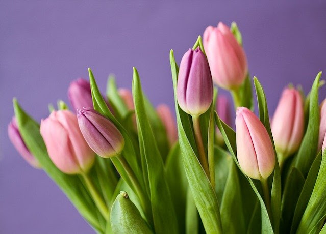 Fleurs coupées fraîches