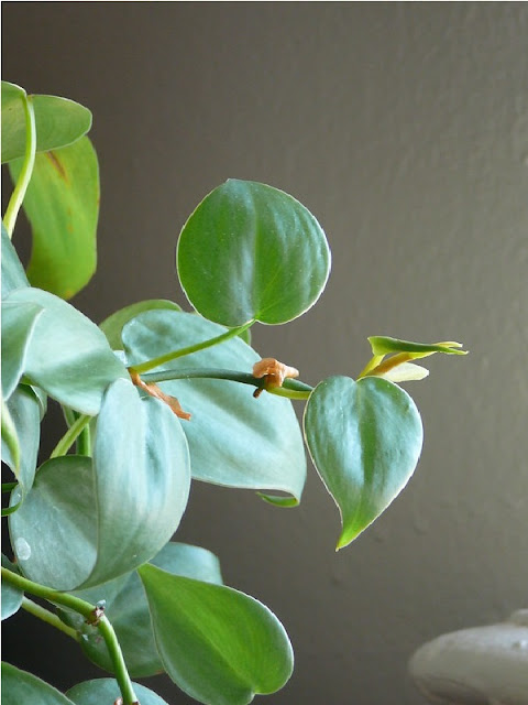 Philodendron cordatum