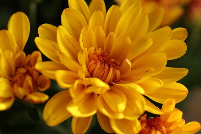 Chrysanthème