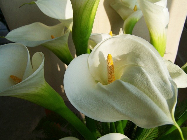 Comment faire pousser de L'Arum blanc "calla" : 7 conseils utiles