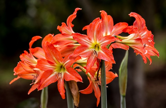 Comment faire pousser de l'hippeastrum : 8 conseils utiles pour l'hippeastrum