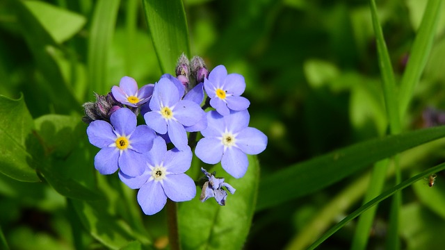 Fleurs bleues au printemps et en été