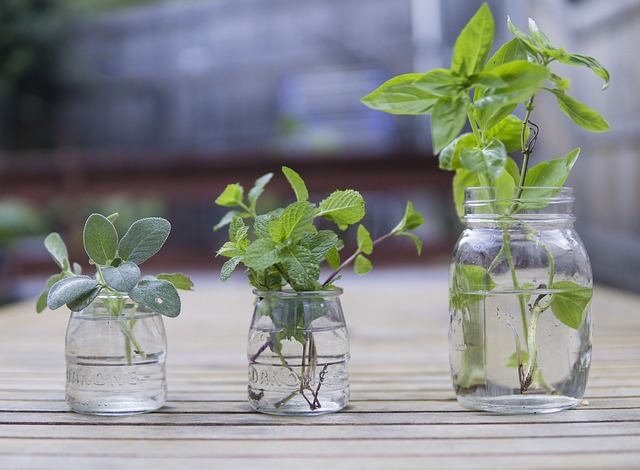 Plantes aromatiques : Sauge ami de la femme