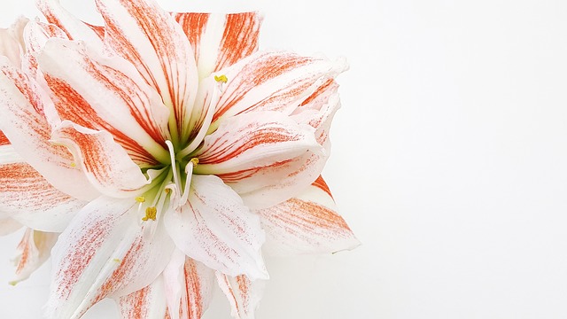 hippeastrum