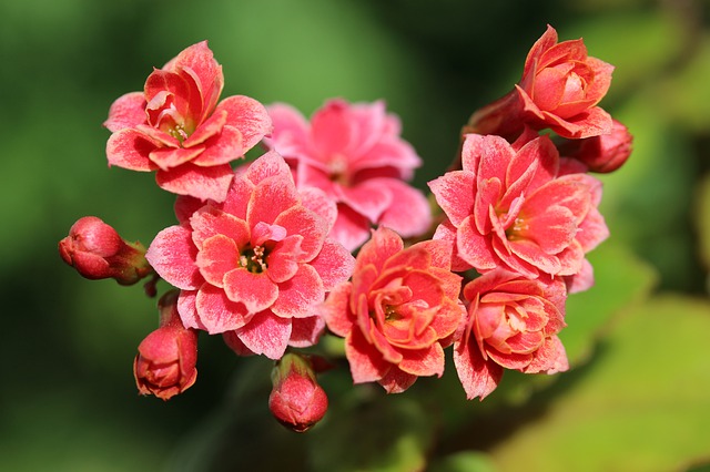 Comment prendre soin du kalanchoe : 9 conseils utiles pour une longue floraison