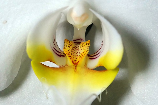 Orchidées