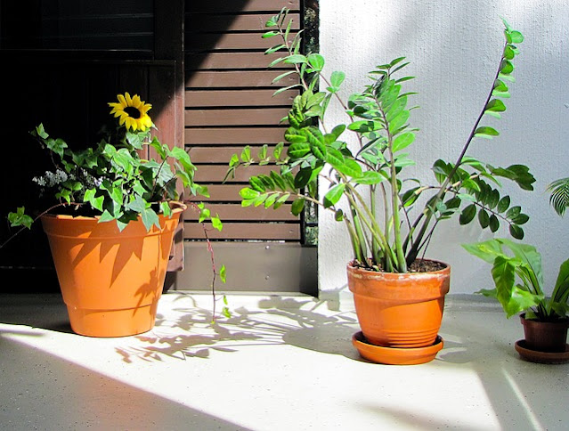 Zamioculcas zamilifolia