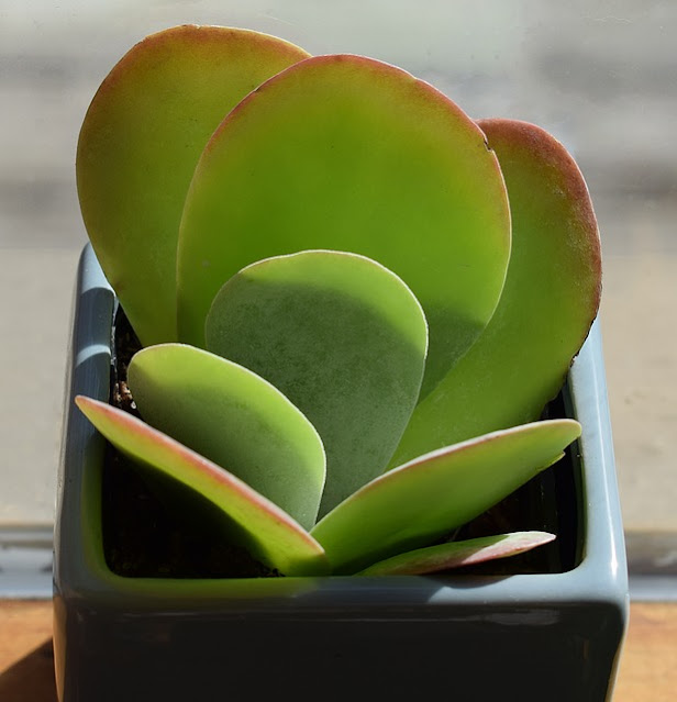 Crassula