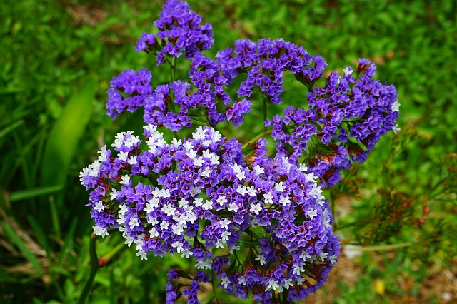 Comment faire pousser du Limonium : 12 astuces pour les statices fleurs