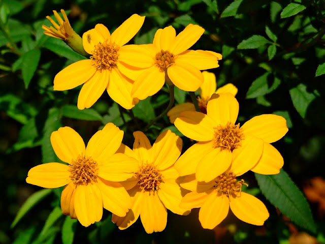 Tagetes