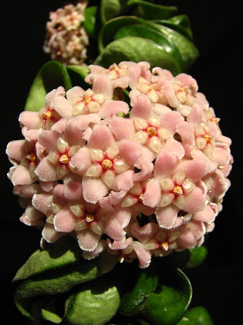 Hoya compacta