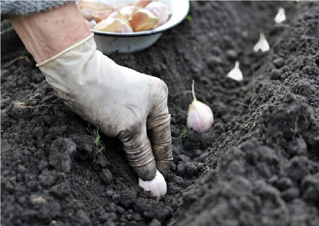 Conservez les graines, les noyaux et les restes de fruits et légumes - vous pouvez les utiliser pour faire pousser de nouvelles plantes