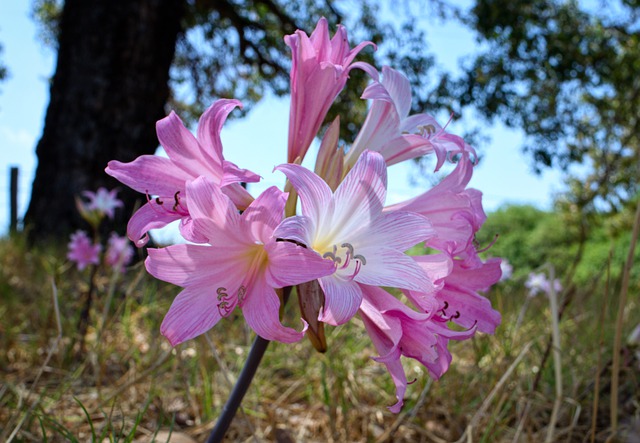 7 conseils pratiques pour la culture de l'amaryllis belladone