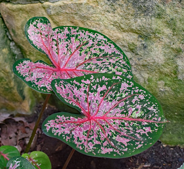 Caladium