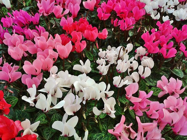 Comment faire pousser du cyclamen en pot sur le balcon et sur le rebord de la fenêtre