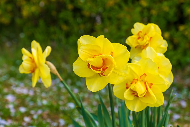 Narcisse : comment cultiver et quand planter la "fleur de l'égoïsme"