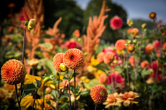 Comment faire pousser des dahlias dans des pots pour colorer le balcon